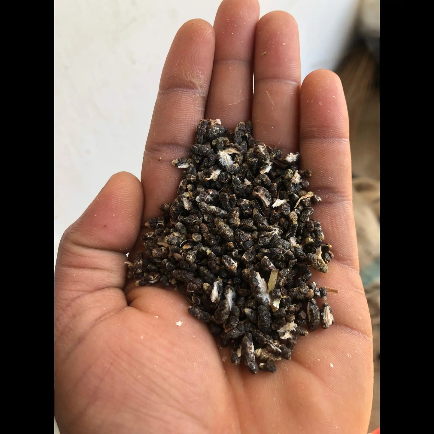 Cardamom Seeds (Elaichi Seeds) – Pure, Strong Aroma & Flavor