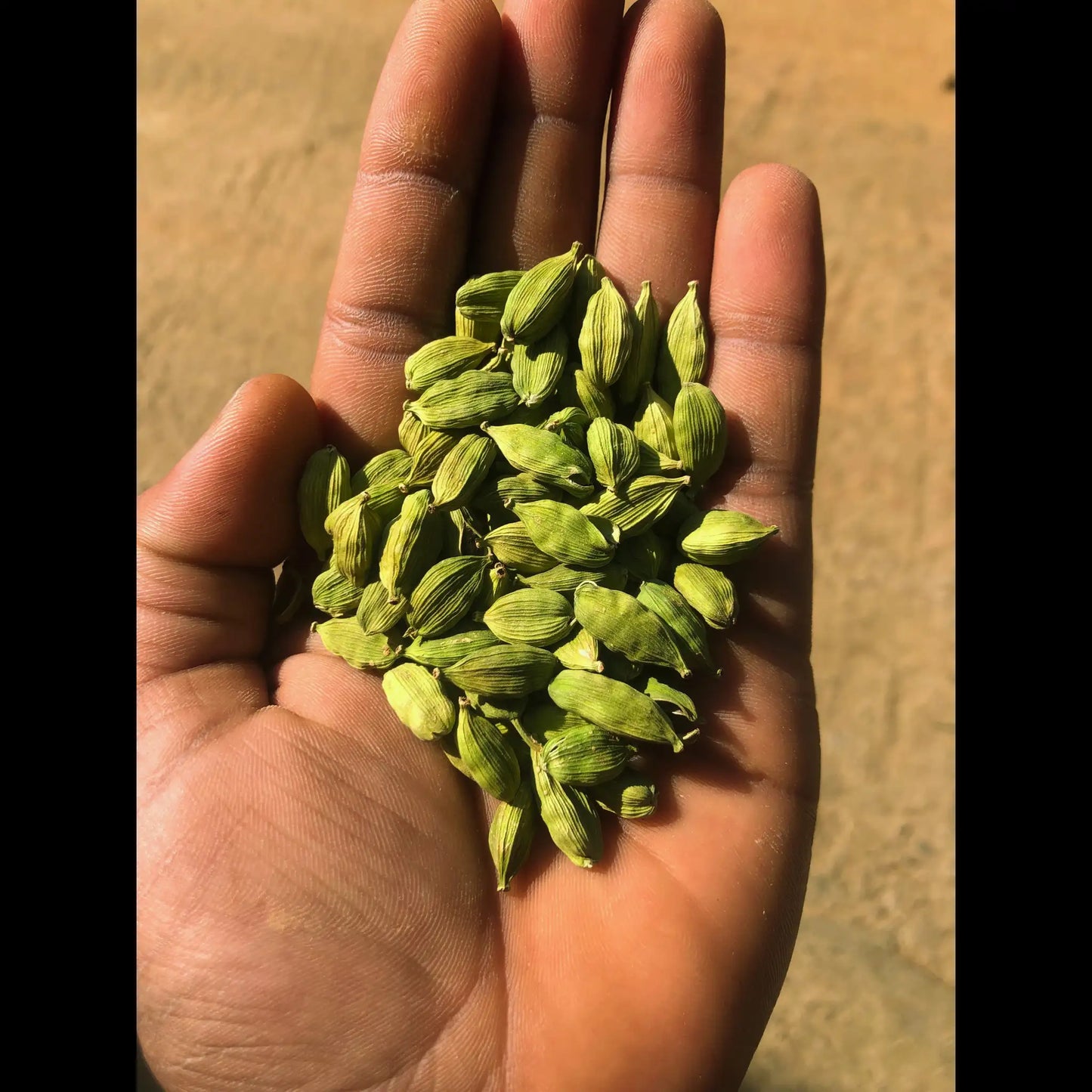 8mm Green Cardamom (Elaichi) – Extra Bold, Intense Aroma